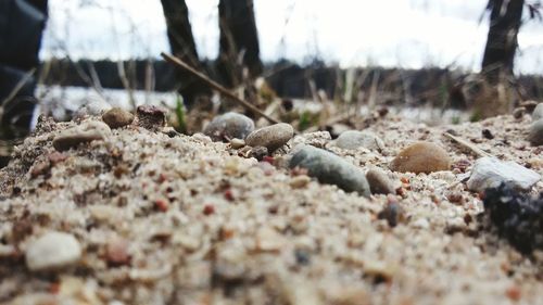 Surface level of pebbles