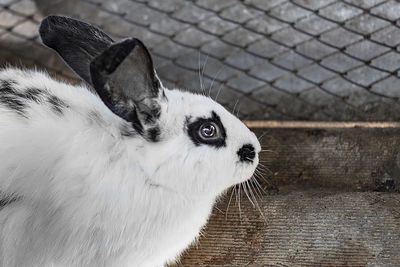 A cute little white rabbit with with black spots and red eyes.