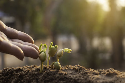 Close-up of hand holding plant