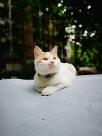 Portrait of white cat sitting on tiled floor
