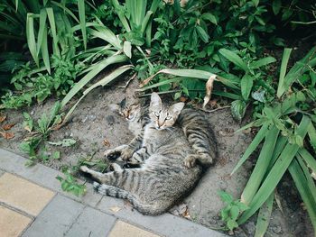 Cat lying on plant