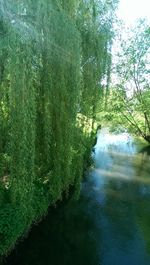 Reflection of trees in water