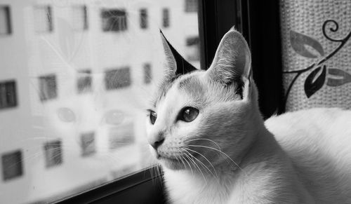 Close-up of cat by glass window