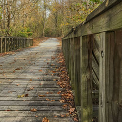 Boardwalk amidst trees