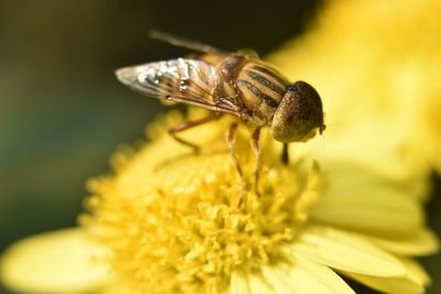 Close-up of insect on flower