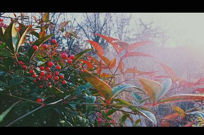 Plant growing on a wall