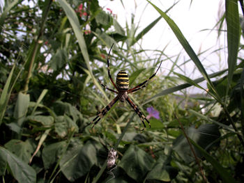 Close-up of insect on leaf