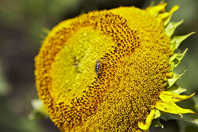 Close-up of yellow flower