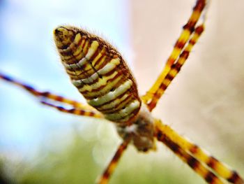 Close-up of insect on plant