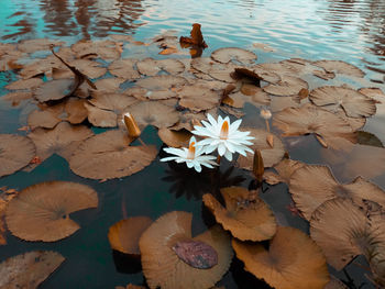 High angle view of water lily in lake