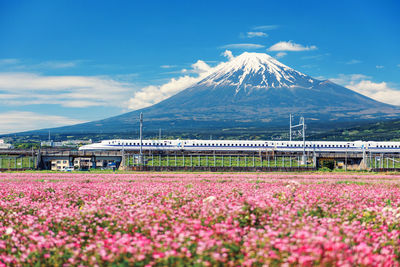 Scenic view of pink flowering plants on field against sky