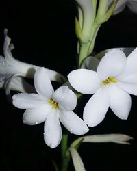 Close-up of white flowers