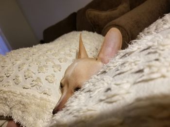 Close-up of cat lying on bed at home