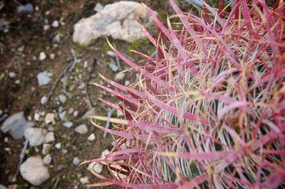 Close-up of pink leaves