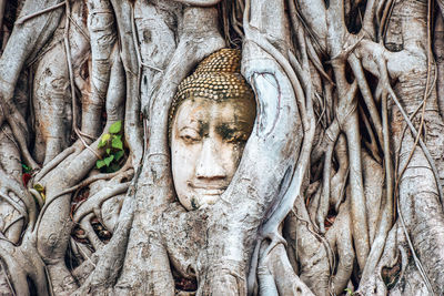 Buddha head in tree