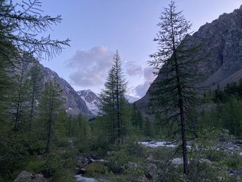 Pine trees in forest against sky