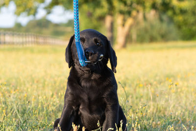 Portrait of an 8 week old black labrador puppy playing with a dog lead