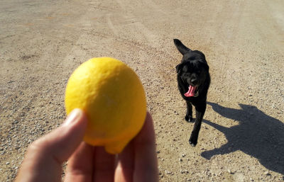 Midsection of person holding dog