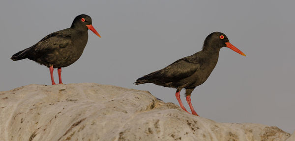 Bird perching on rock