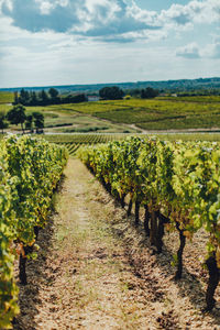 Scenic view of vineyard against sky