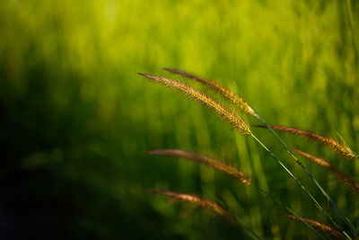 Close-up of crops growing on field