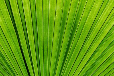 Full frame shot of palm leaves