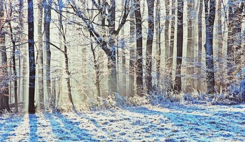 Bare trees in forest during winter