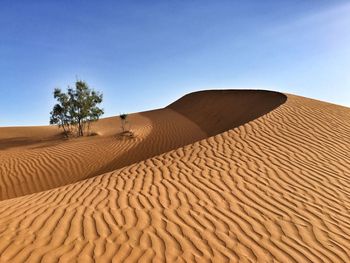 Trees on sand dune at desert against sky