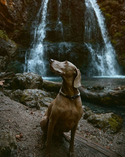 View of dog on rock at waterfall