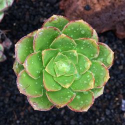 Close-up of fresh cactus plant