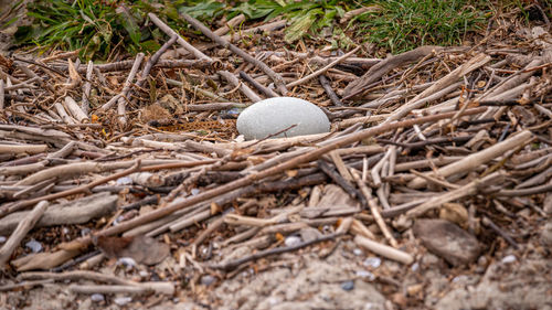 High angle view of eggs in nest