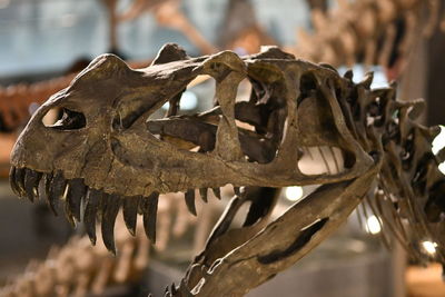 Close-up of animal skull