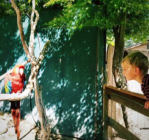 Side view of cute boy looking at red scarlet macaw perching on branch in zoo