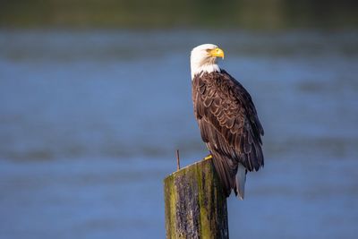 Bird perching on wooden post