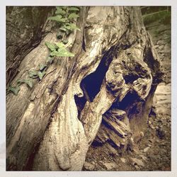 Close-up of tree trunk in forest