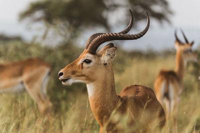 Antelope in a field