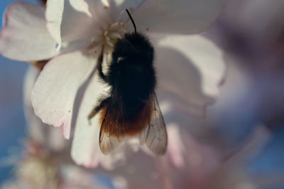 Close-up of bee pollinating on flower