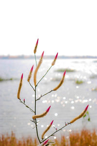 Close-up of plant against lake