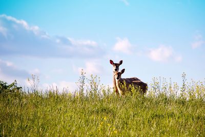 Deers on field against sky