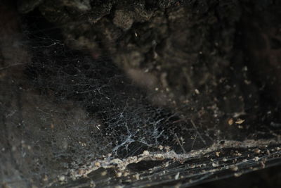 Close-up of tree trunk