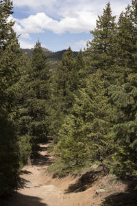 Scenic view of forest against sky