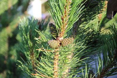 Close-up of pine cone on tree