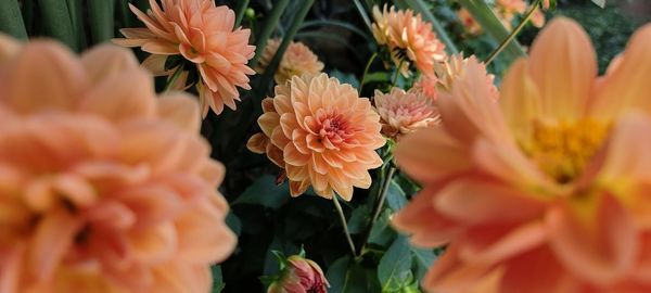 Close-up of yellow flowering plant