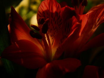 Close-up of red flower