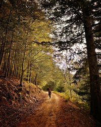 Rear view of person walking on footpath in forest