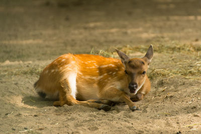 Lion relaxing on field