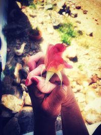 Close-up of hand holding flowering plant