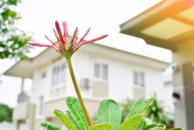 Close-up of flowering plant against building