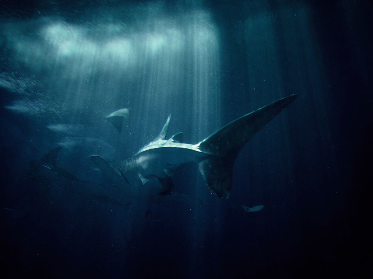 CLOSE-UP OF FISH UNDERWATER