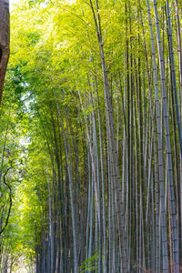View of bamboo trees in forest
